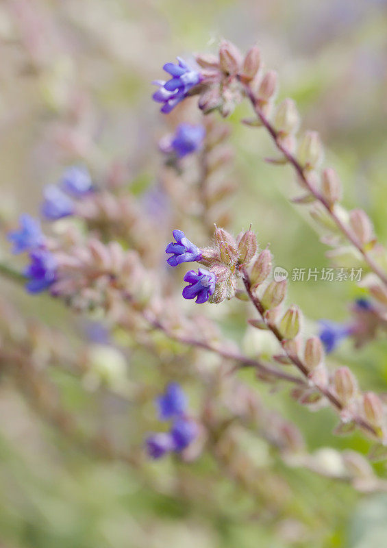 紫草根(Anchusa officinalis)